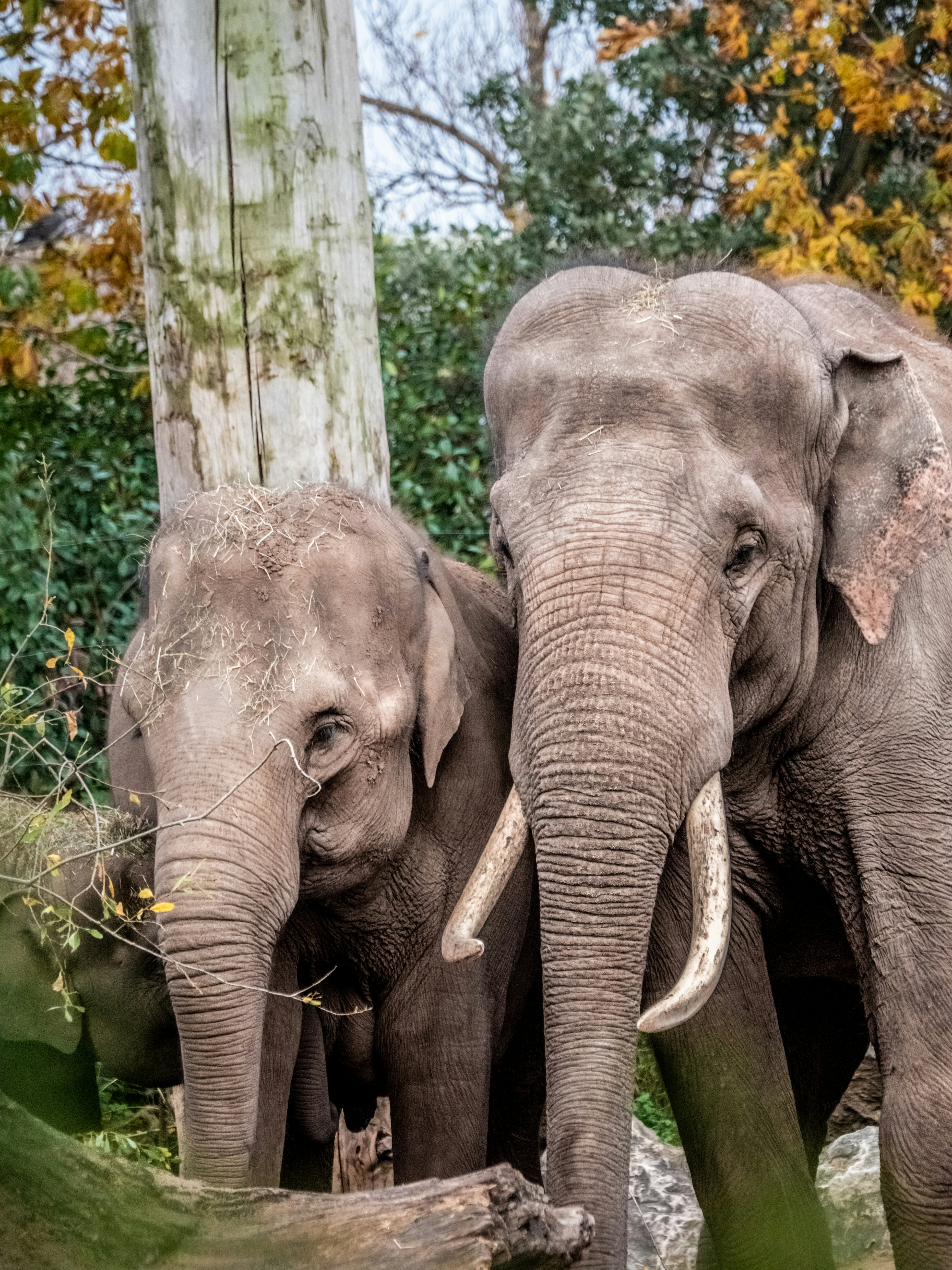 grey elephant walking on green grass during daytime